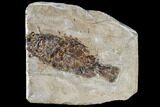 Miocene Fossil Fish From Nebraska - New Find #113170-1